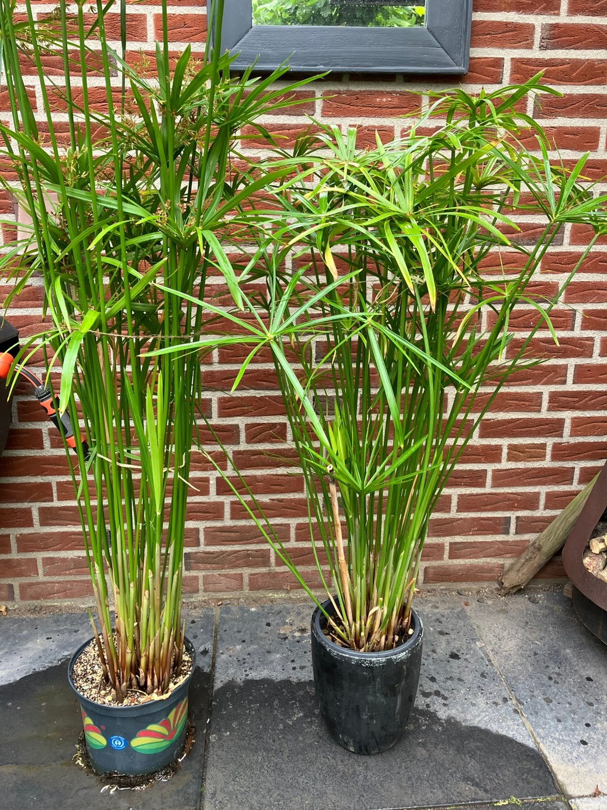 Parapluplant, Tuin en Terras, Planten | Tuinplanten, Volle zon, Vaste plant, Bloeit niet, Ophalen