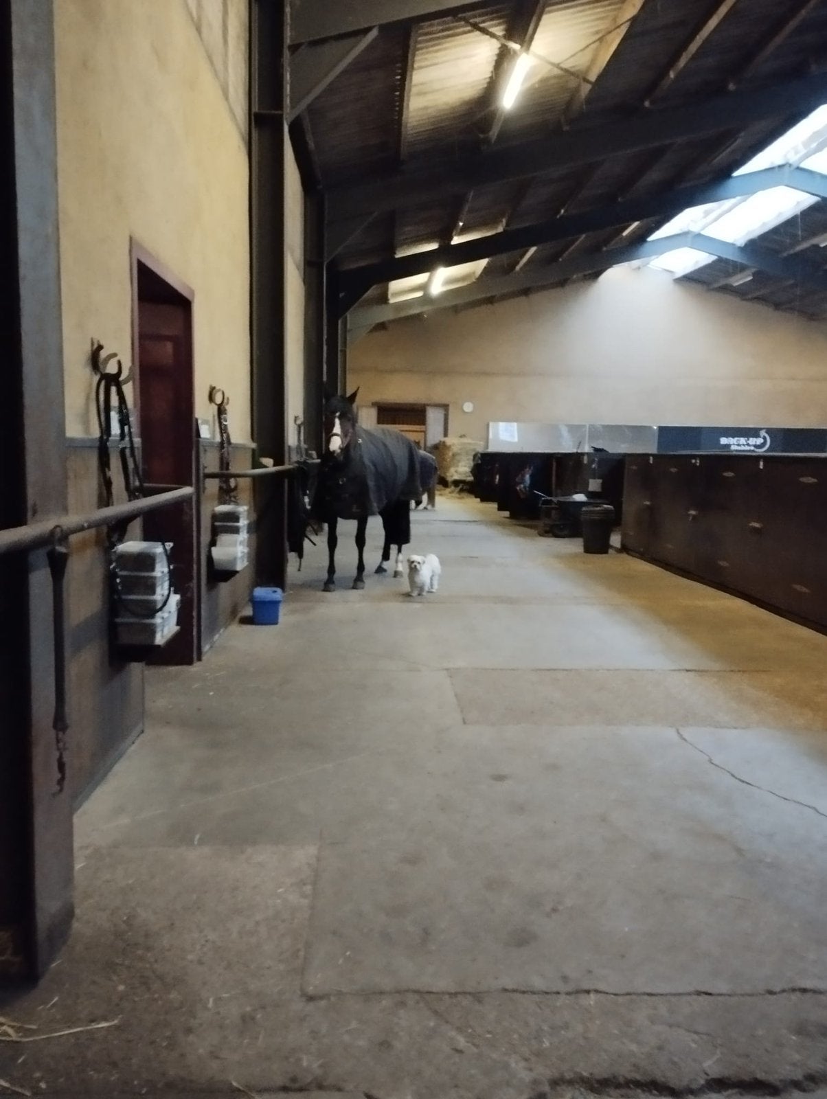 Een pension plek waar uw paard écht gezien wordt, Dieren en Toebehoren, Weidegang, 4 paarden of pony's of meer