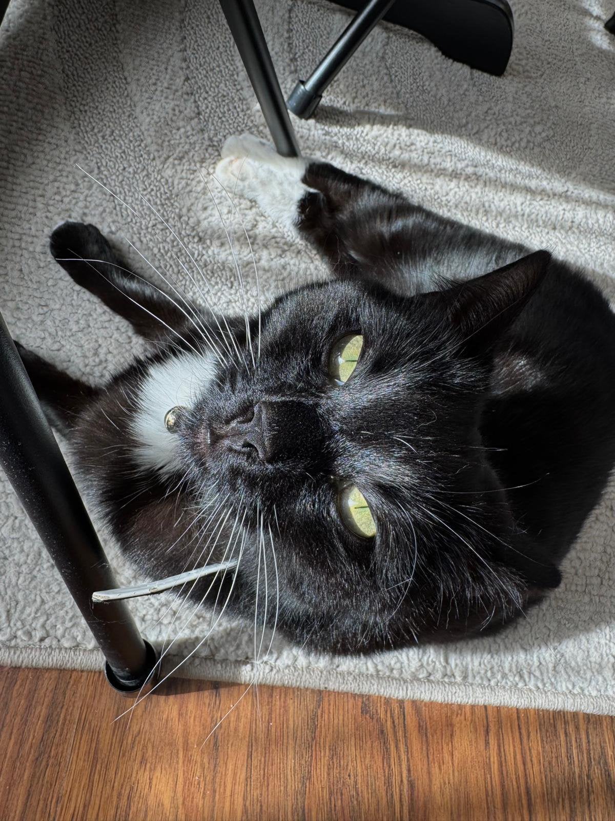 Kater zoek baasje., Kater, Kortharig, 3 tot 5 jaar