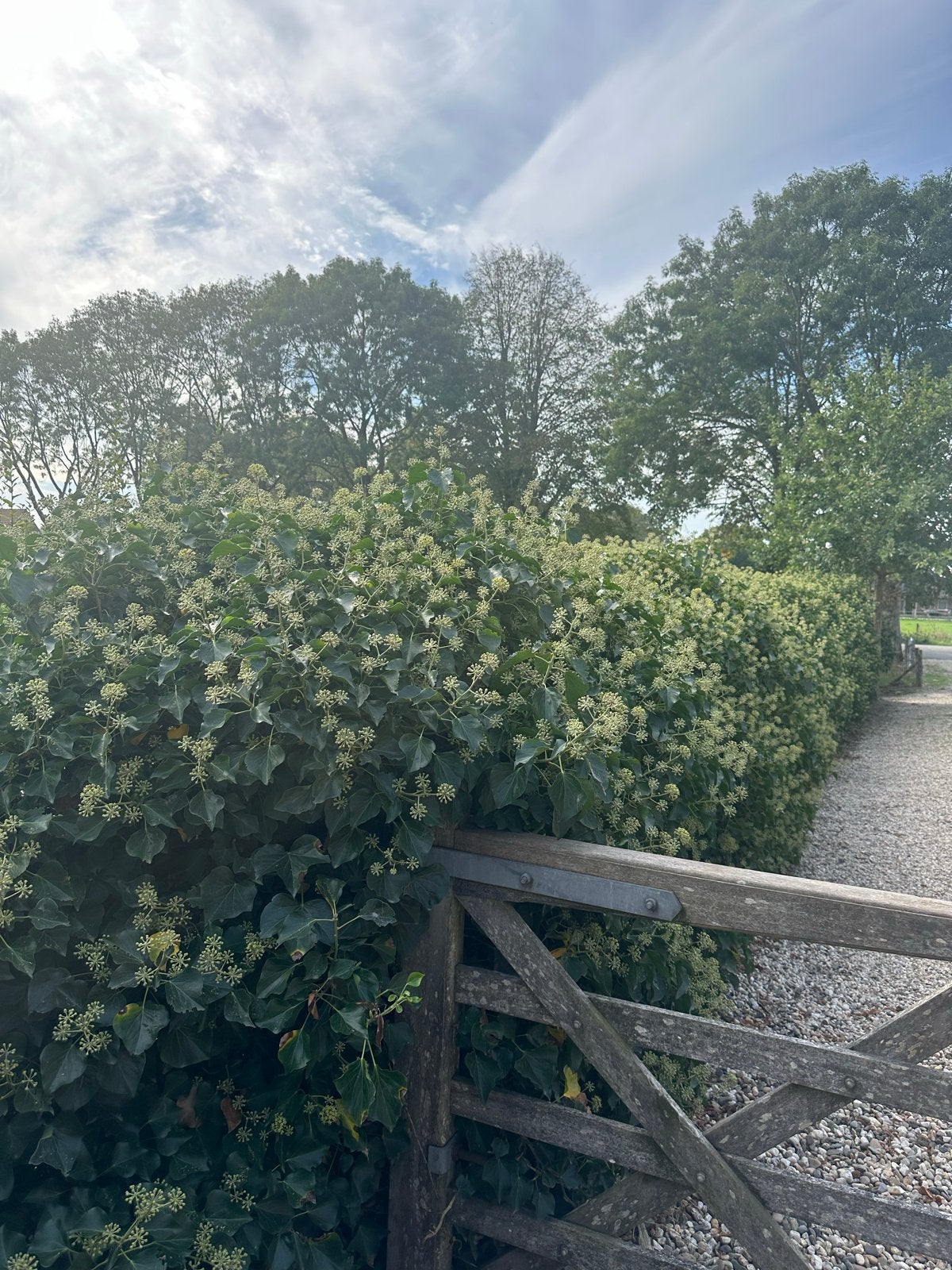 Klimop (Hedera helix) te koop voor snijgroen., Ophalen, Overige soorten, Haag, 100 tot 250 cm