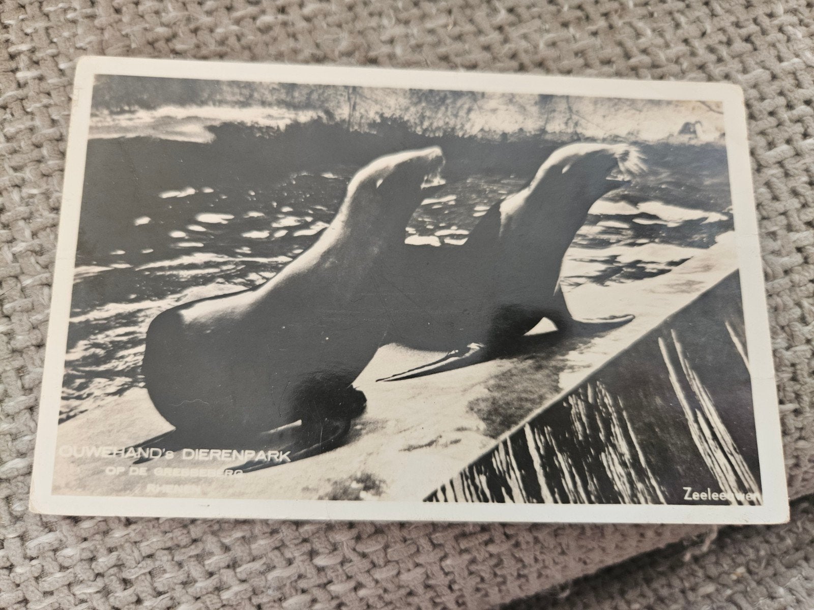 Ouwehands Dierenpark Rhenen - Zeeleeuwen (ongelopen), Verzamelen, Ophalen of Verzenden, 1940 tot 1960, Ongelopen