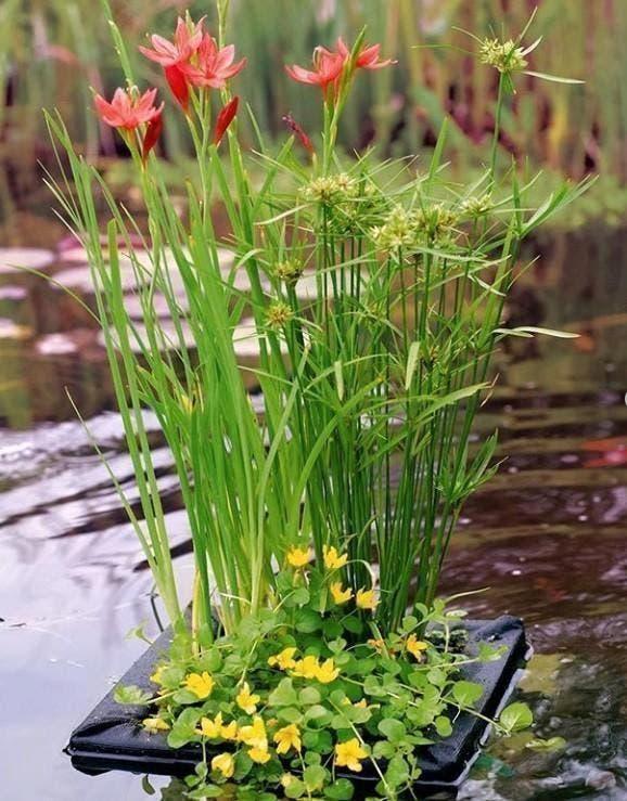 Zuurstof planten voor de vijver, vijverplanten, Ophalen, Volle zon, Vaste plant, Zomer