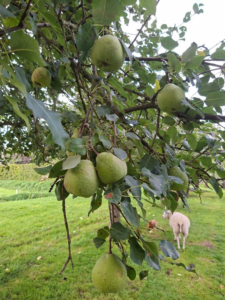 Stoofperen Saint Rémy, Ophalen