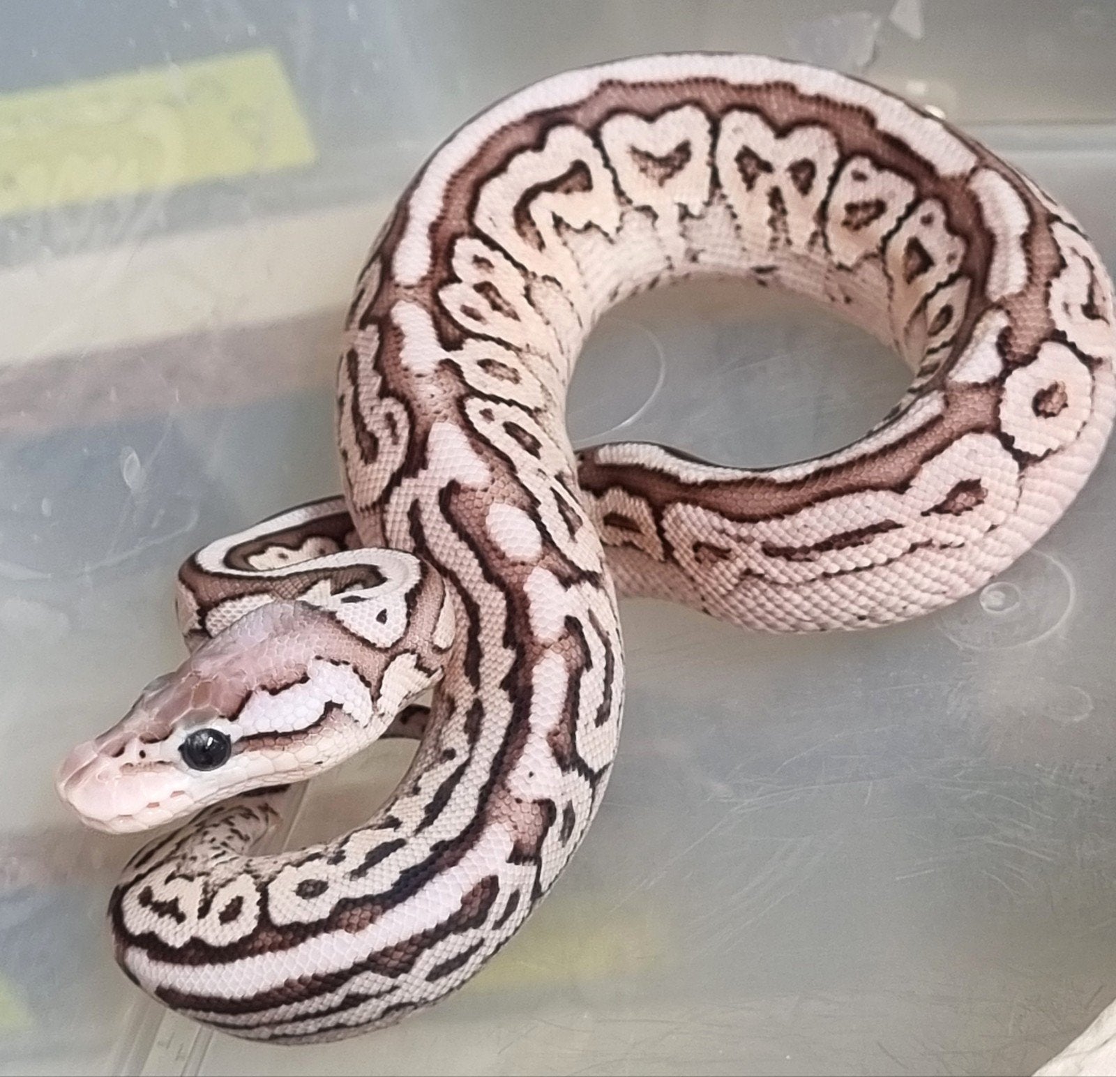 0.1 black pastel special pastel  (spotnose) het clown, Dieren en Toebehoren, Slang, 0 tot 2 jaar