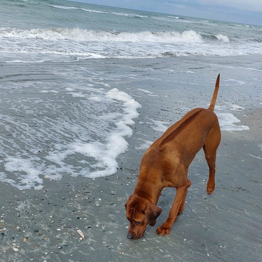 Dekreu Rhodesian Ridgeback, prachtige reu met stamboom R/R, Dieren en Toebehoren, Honden | Dekreuen, Reu, 1 tot 2 jaar, Parvo