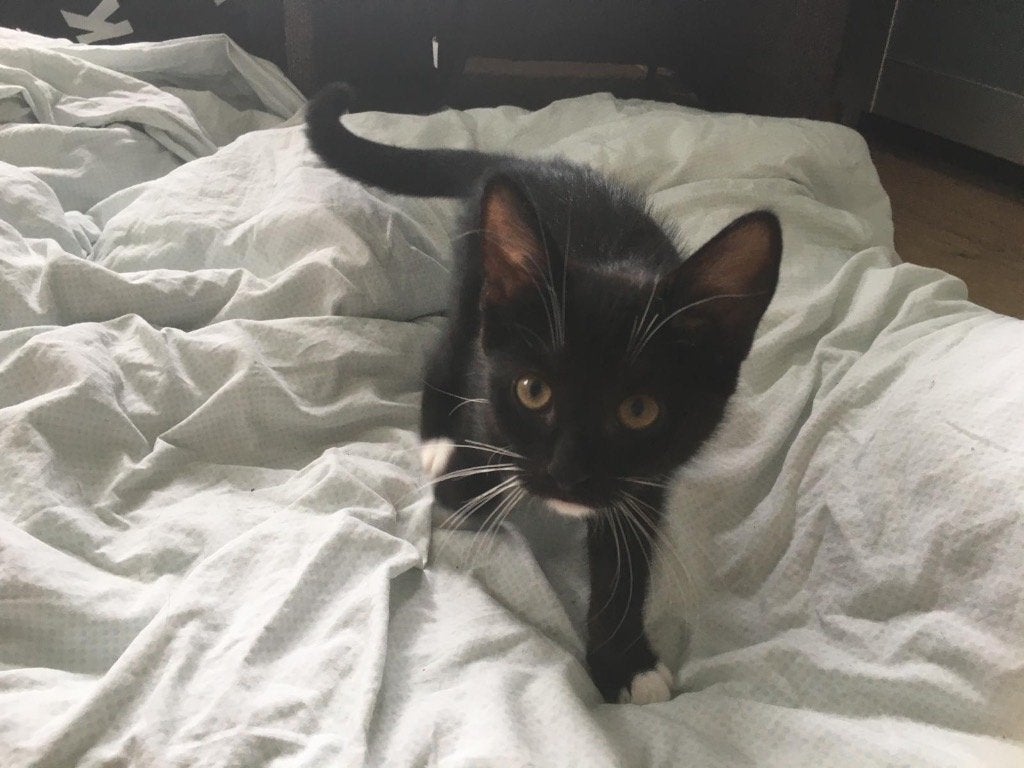 Zwarte wit poesje kitten aangeboden ( mag gelijk mee), Dieren en Toebehoren, Katten en Kittens | Overige Katten, Meerdere dieren
