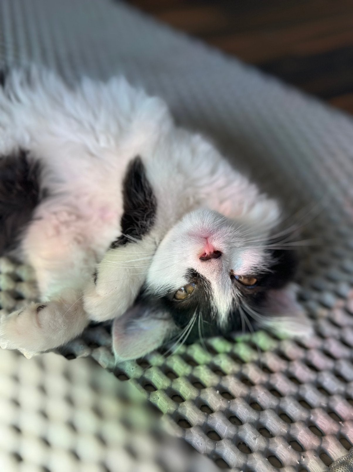 Maine Coon Ragdoll mix poesje kitten kattin kat jong poesje, Poes, Gechipt, 0 tot 2 jaar