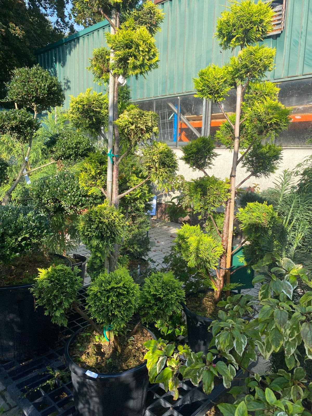 Bonsai Coniferen - Nu van €180 voor €140!, Volle zon, Vaste plant, Bloeit niet, Ophalen