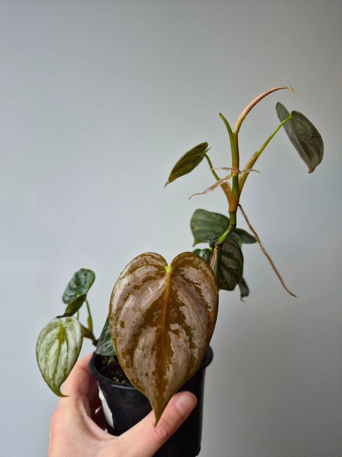 Philodendron Brandtianum, Overige soorten, In pot, Minder dan 100 cm, Groene kamerplant