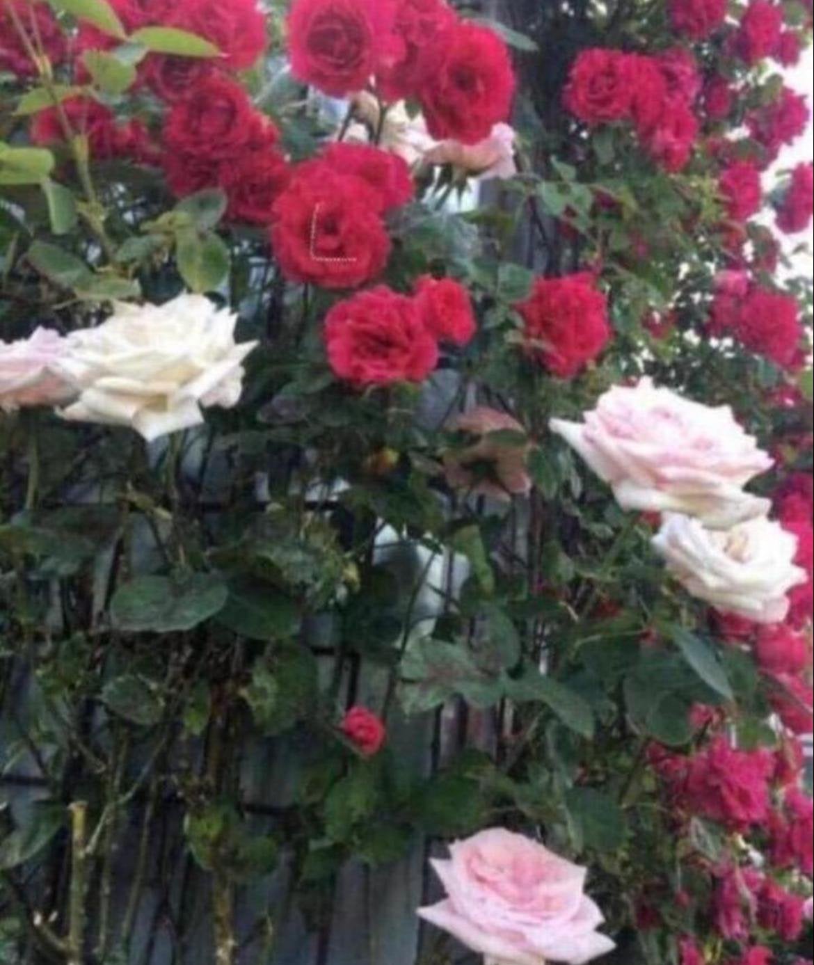 BIO luxe rozen in pot, stekjes, diverse kleuren & geuren, Overige soorten, Volle zon, Vaste plant, Ophalen of Verzenden