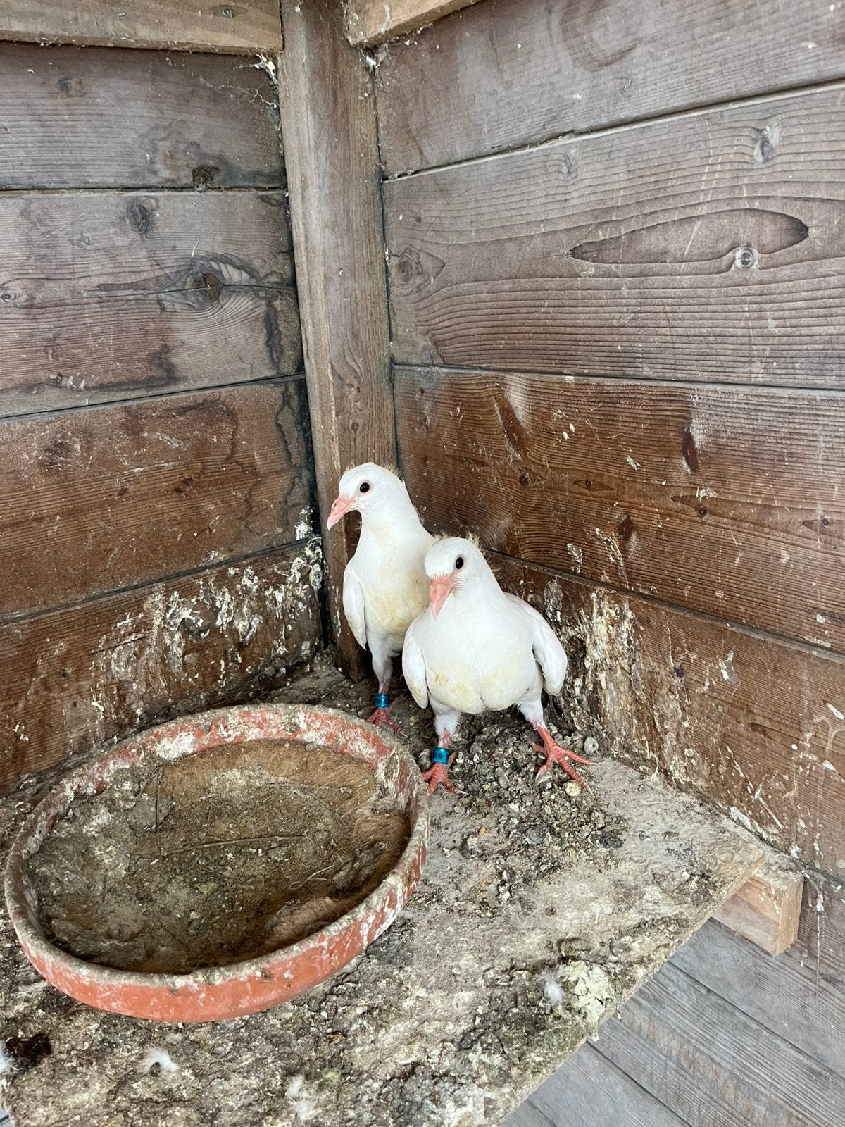 Te koop, Meerdere dieren, Postduif