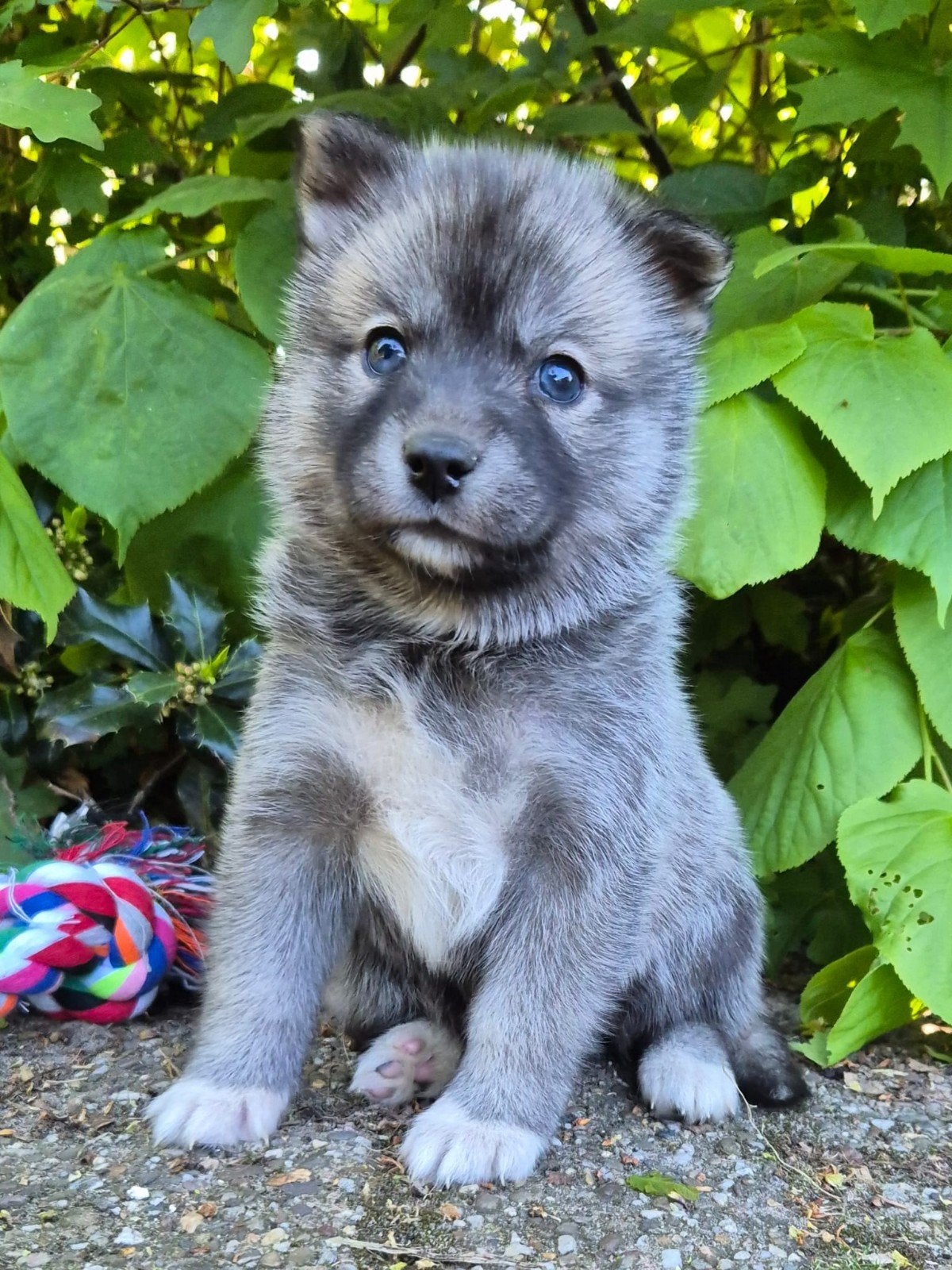 Pomsky pup, Overige rassen, 8 tot 15 weken, Teef, Eén hond