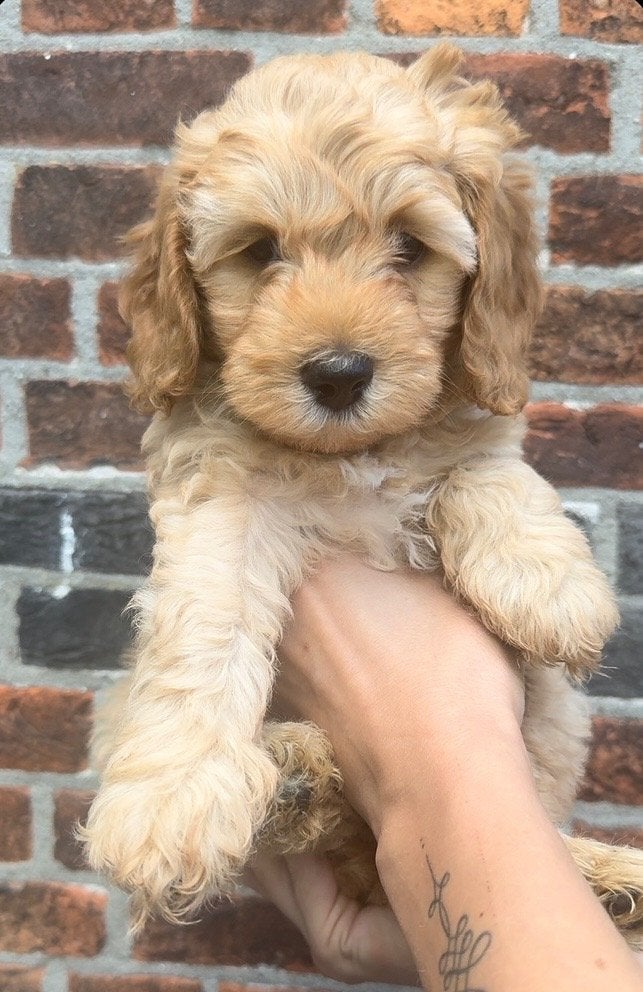 Medium Australian Labradoodle pups | WALA stamboom, Overige rassen, 8 tot 15 weken, Meerdere, Meerdere dieren