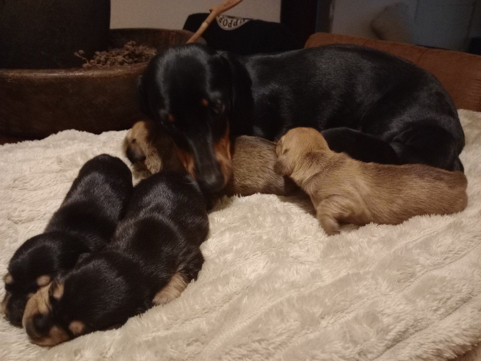 Teckel Puppy Kaninchen Reutjes * NOG TWEE OVER, Dieren en Toebehoren, Kaninchen, Parvo, Reu, 8 tot 15 weken