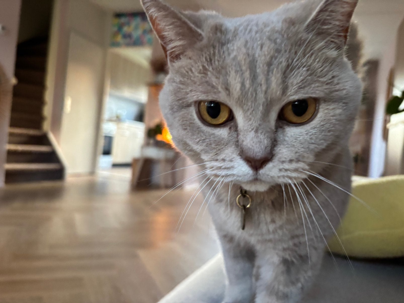 Saar, lavendel britse korthaar, Dieren en Toebehoren, Poes, Gechipt, 6 jaar of ouder