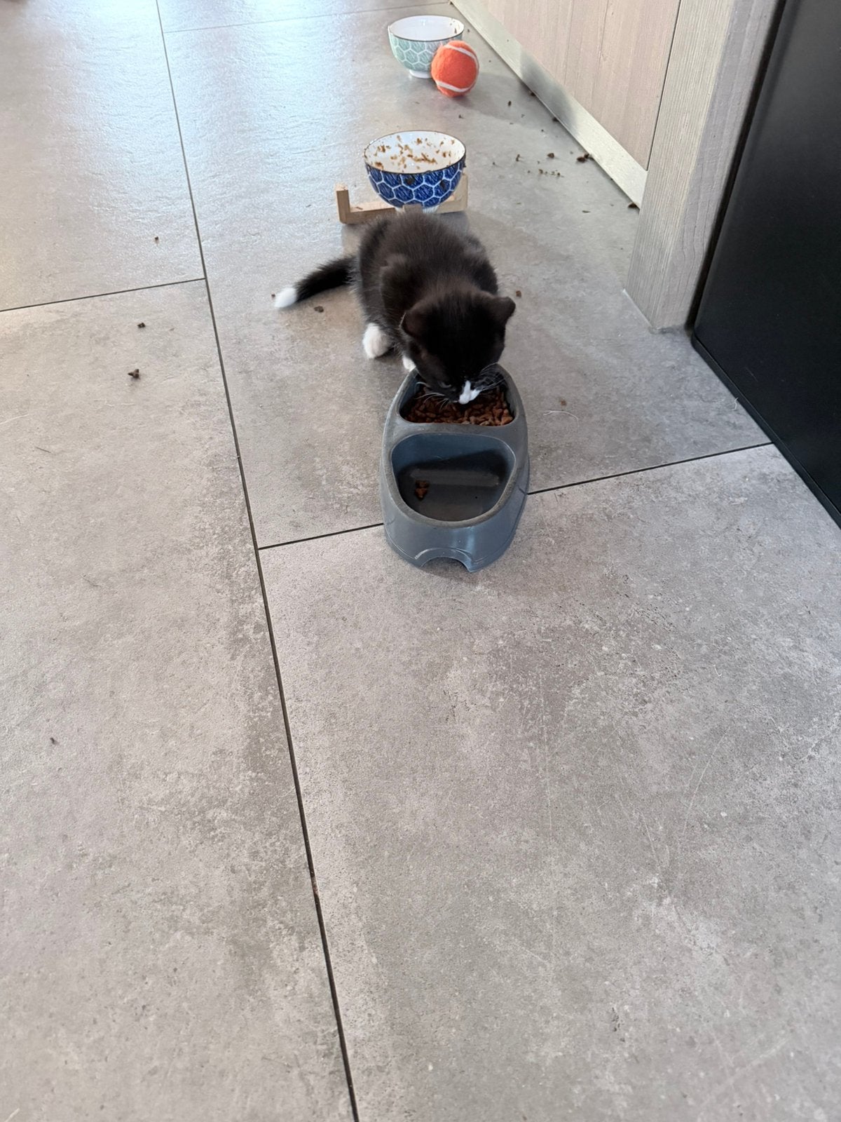 Kittens van Ragdoll  moeder en europese vader, Kater