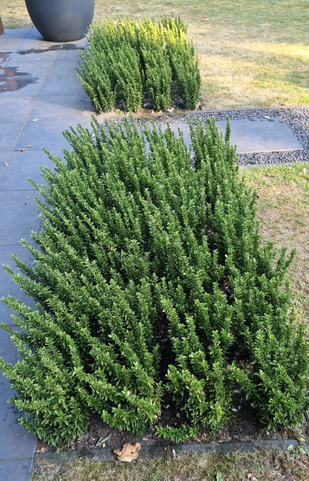 Green spire - 64 stuks - 45-55 cm- haagplanten, Overige soorten, Vaste plant, Ophalen of Verzenden, Bloeit niet