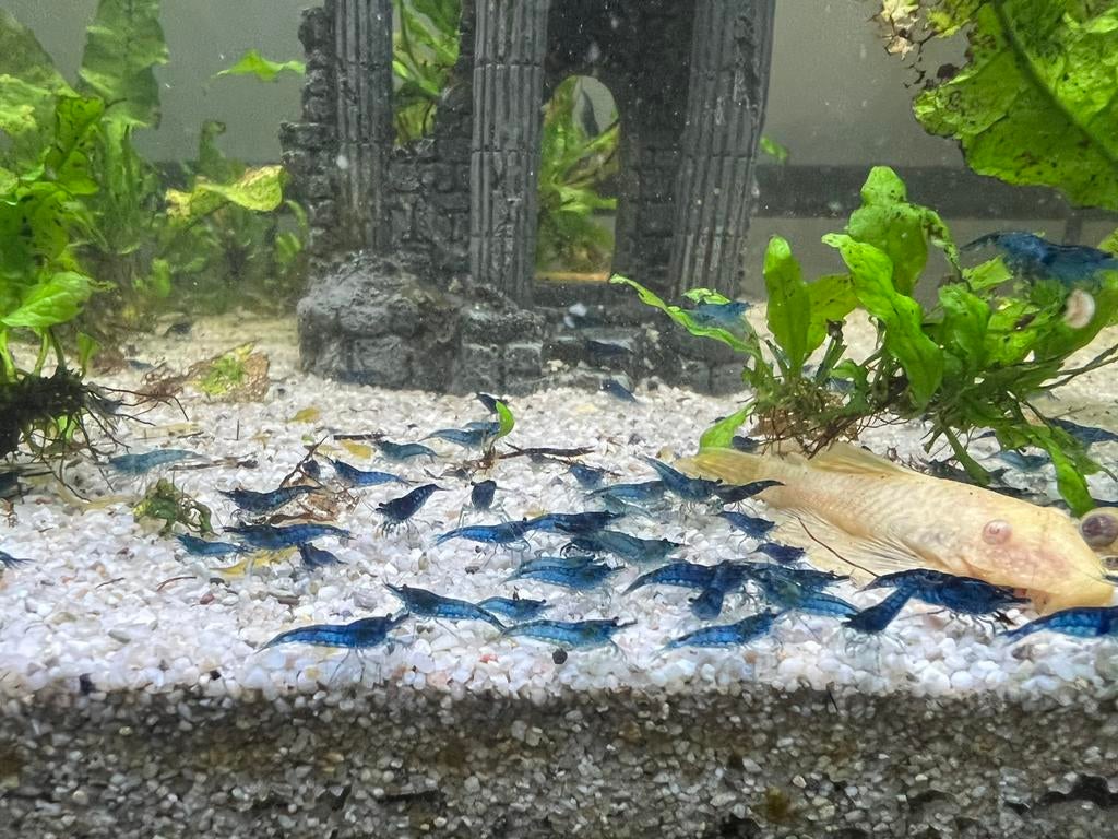 Blauwe Neo caridina garnalen (blue dream), Kreeft, Krab of Garnaal, Zoetwatervis