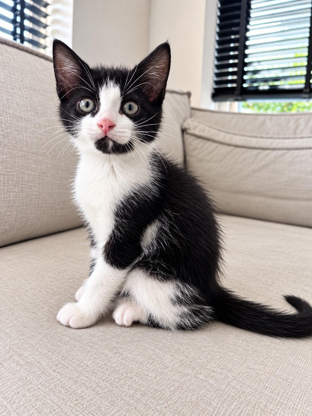 Kittens aangeboden, Poes