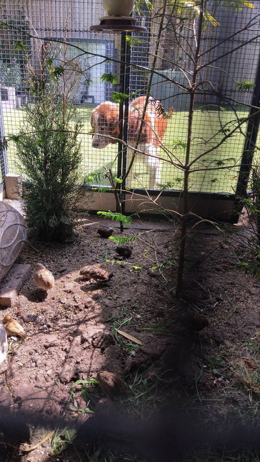 Jongen natuur broed Chinese dwergkesrtels, Dieren en Toebehoren, Meerdere dieren