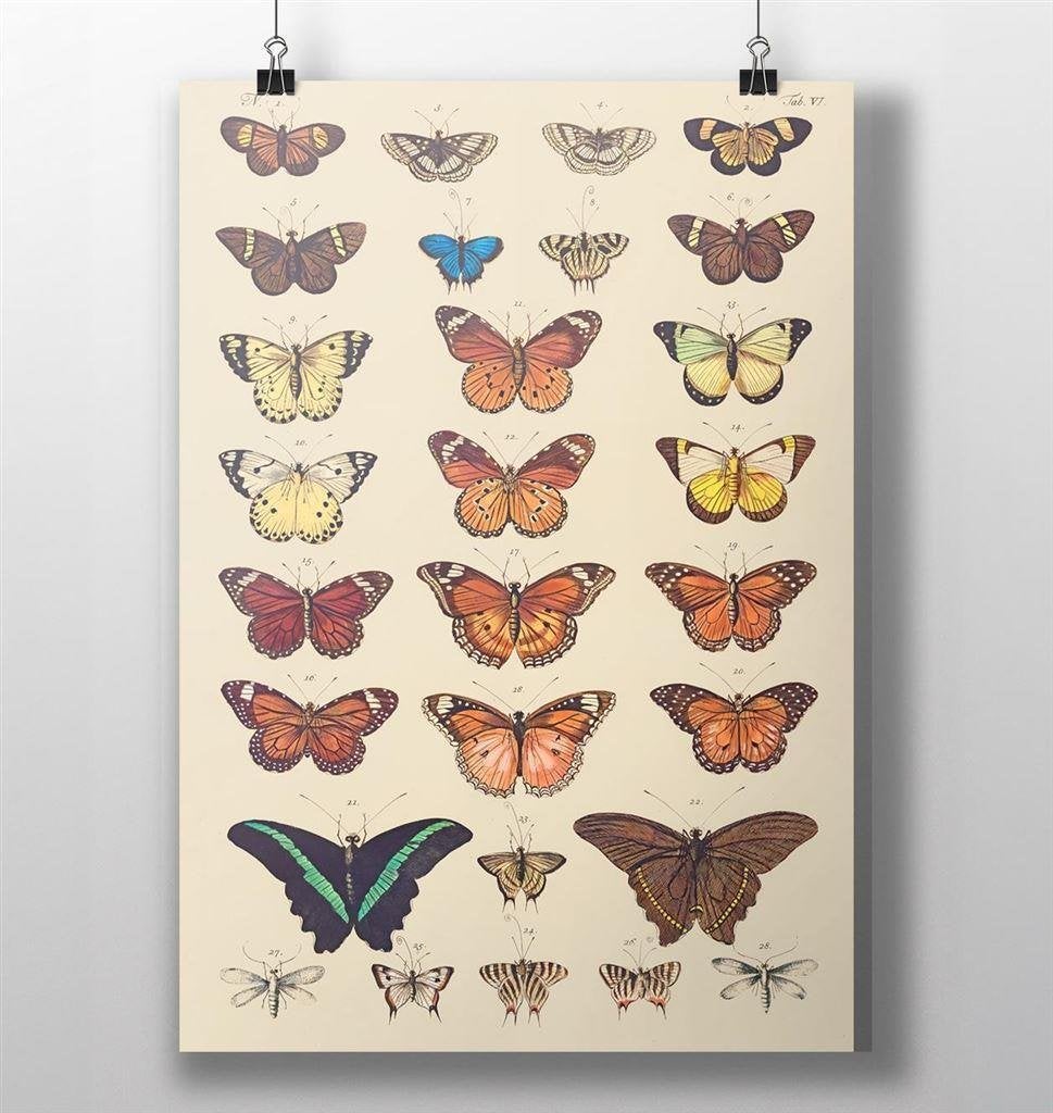 Vlinder Poster Vintage Entomologie Wetenschap Print, Verzenden