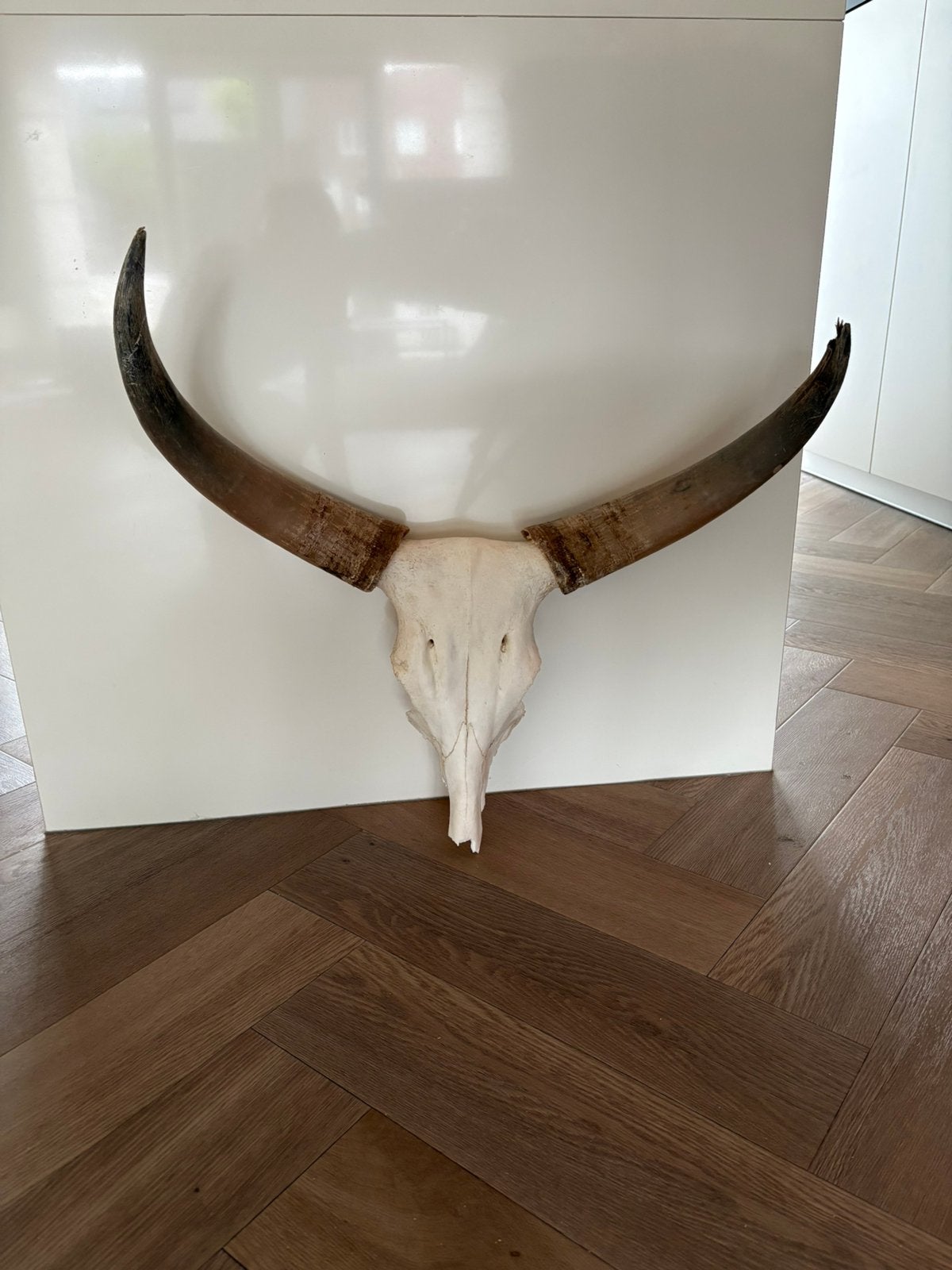 Longhorn schedel wanddecoratie 70cm, Ophalen, Gebruikt, 70 cm, Meerkleurig