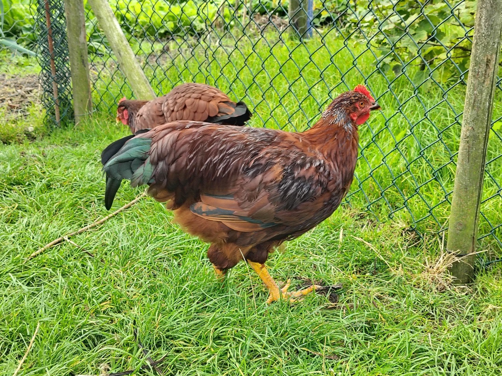 Rhode Island Rood haan, Mannelijk, Kip