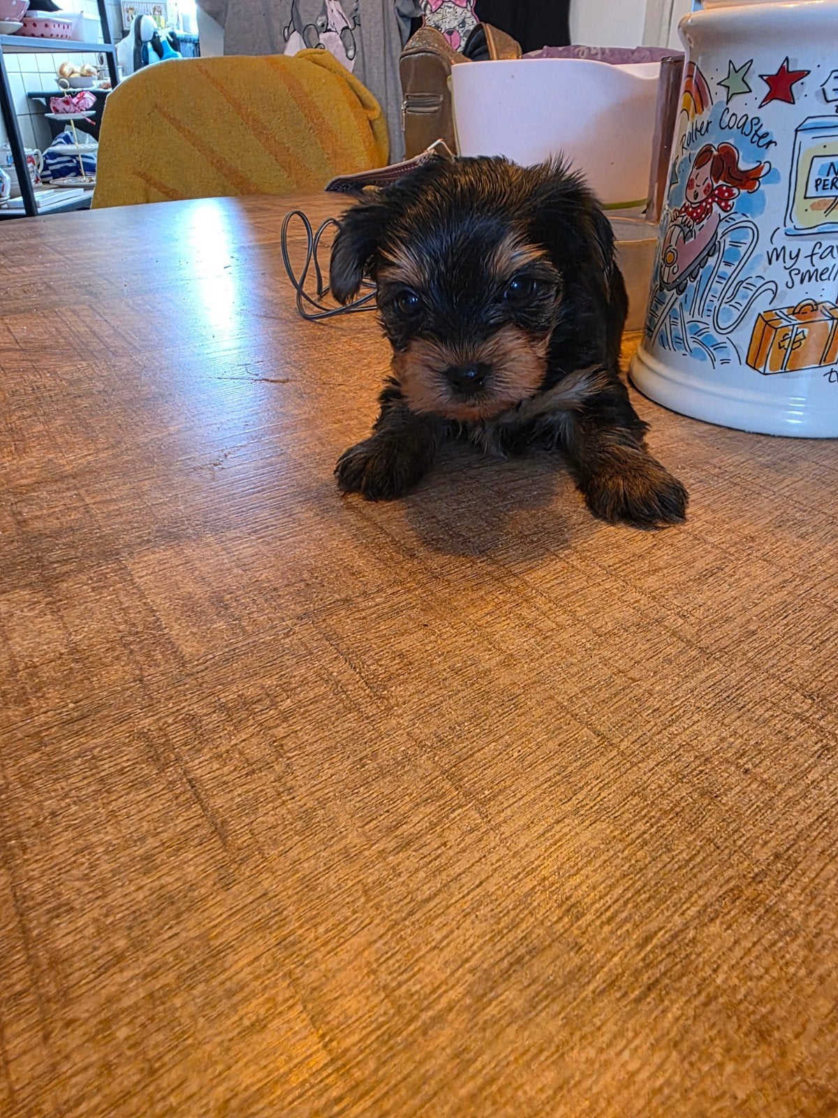 2yorkshire terrier mannetjes, Dieren en Toebehoren, Yorkshire Terriër, Reu, 8 tot 15 weken, Meerdere