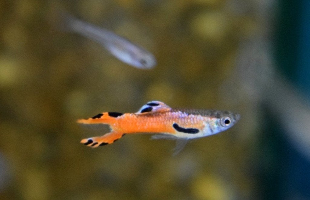 Hobbyaquarium Endler gup Red Scarlet, Vis, Zoetwatervis, Schoolvis