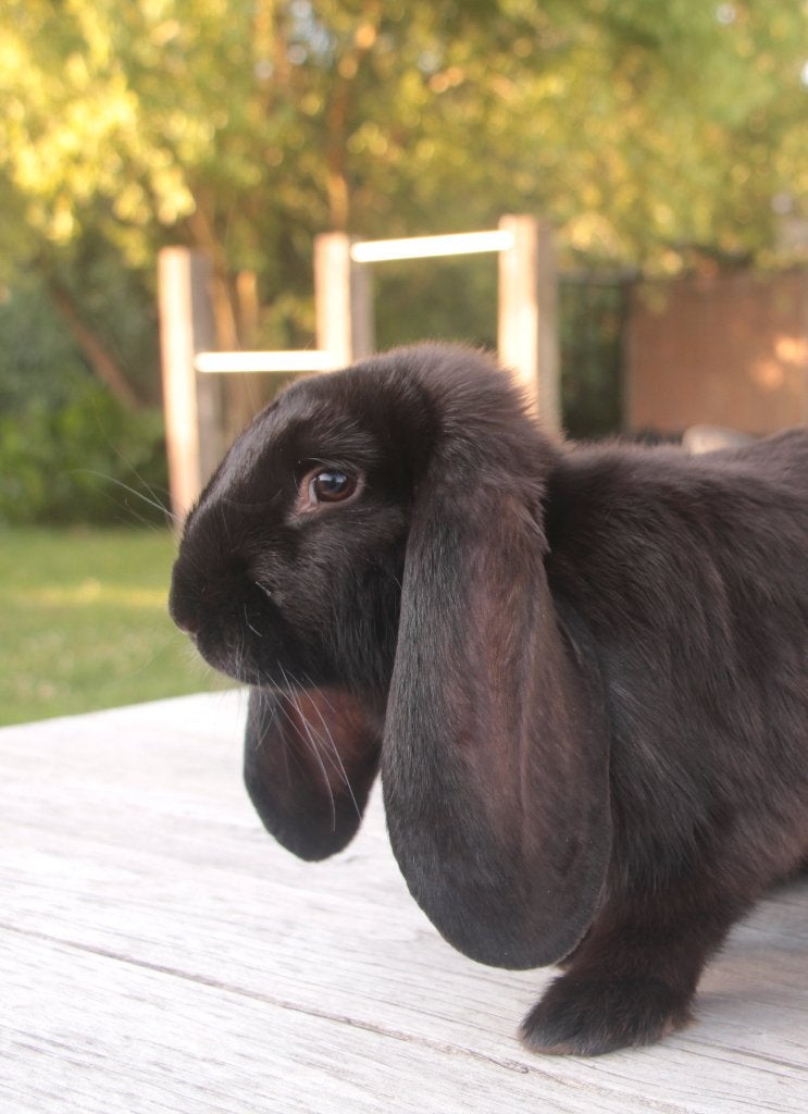Franse Hangoor voedster en ram, Dieren en Toebehoren, Konijnen, Meerdere dieren, Groot, Hangoor, 0 tot 2 jaar