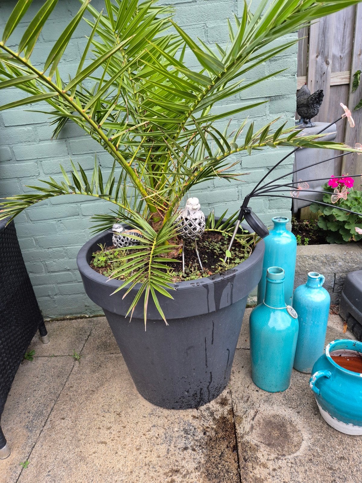 waaierpalm in pot, Ophalen, Overige soorten, Volle zon