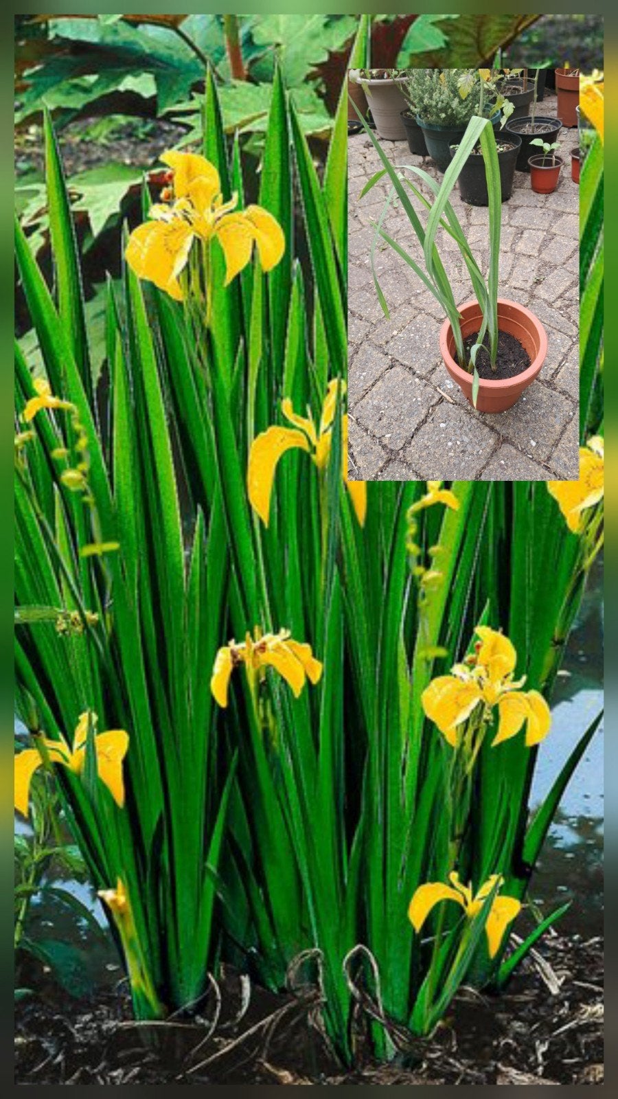 Gele Lis / Iris bio gekweekt, tuin vijver / zuurstofplanten, Tuin en Terras, Planten | Tuinplanten, Ophalen, Vaste plant, Halfschaduw