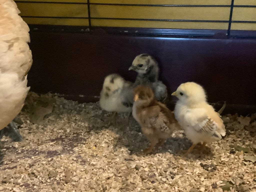 Moederkip, hen met 4 kuikens, Meerdere dieren, Kip