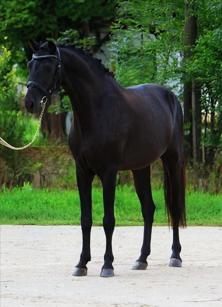 D-PONY ruin 1.45 zeer mooi werkwillig talentvolle pony️, Dieren en Toebehoren, Pony's, Gechipt, B, Ruin, Springpony