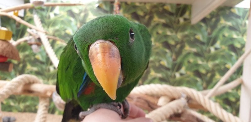 Man | Super lief | Jonge Baby  Edel Papegaai | Getest |, Dieren en Toebehoren, Vrouwelijk, Papegaai, Pratend