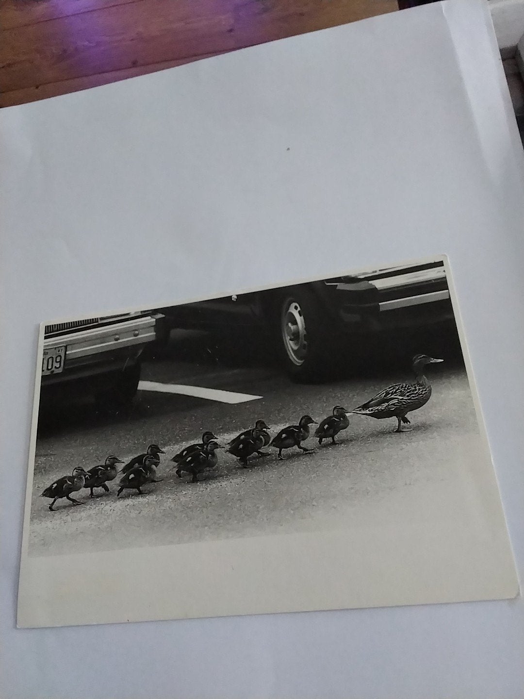 Vintage Foto: Eendenfamilie Steekt Straat Over (1987), Ophalen of Verzenden, 1980 tot heden
