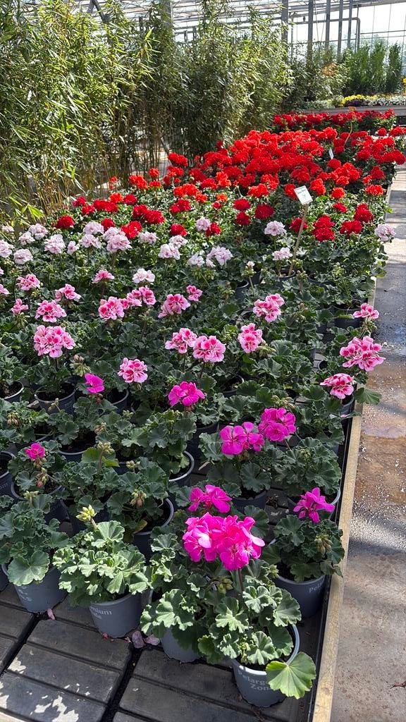 Geranium oosterijkse geranium, Ophalen, Bodembedekkers, Volle zon