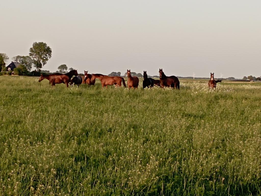 Weidegang merries ruinen. Opfok tot pensioen paarden, Dieren en Toebehoren, Stalling en Weidegang, Weidegang, 4 paarden of pony's of meer