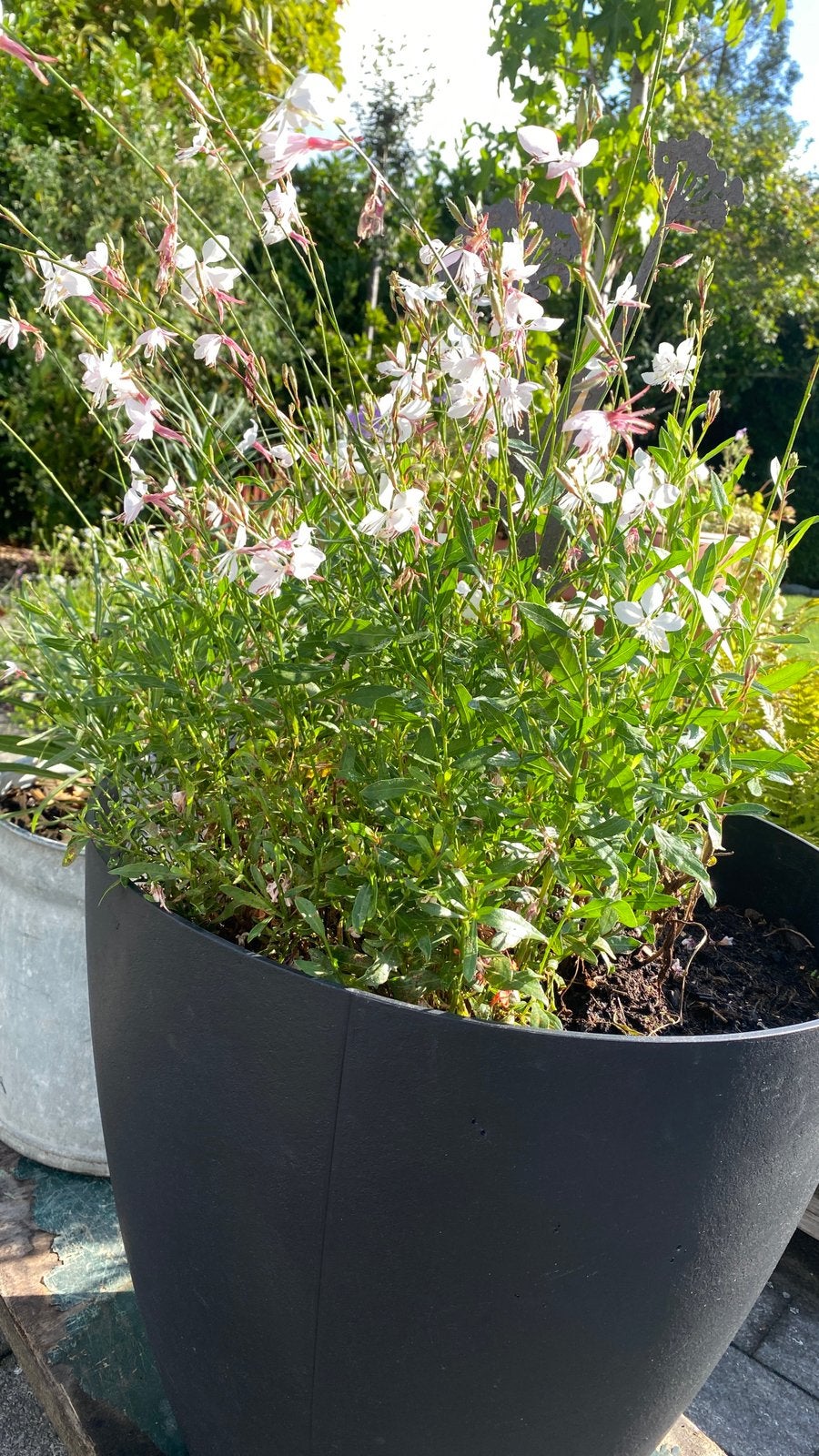 Bloempot met VASTE PLANT, Ophalen, Kunststof, Gebruikt, Minder dan 60 cm