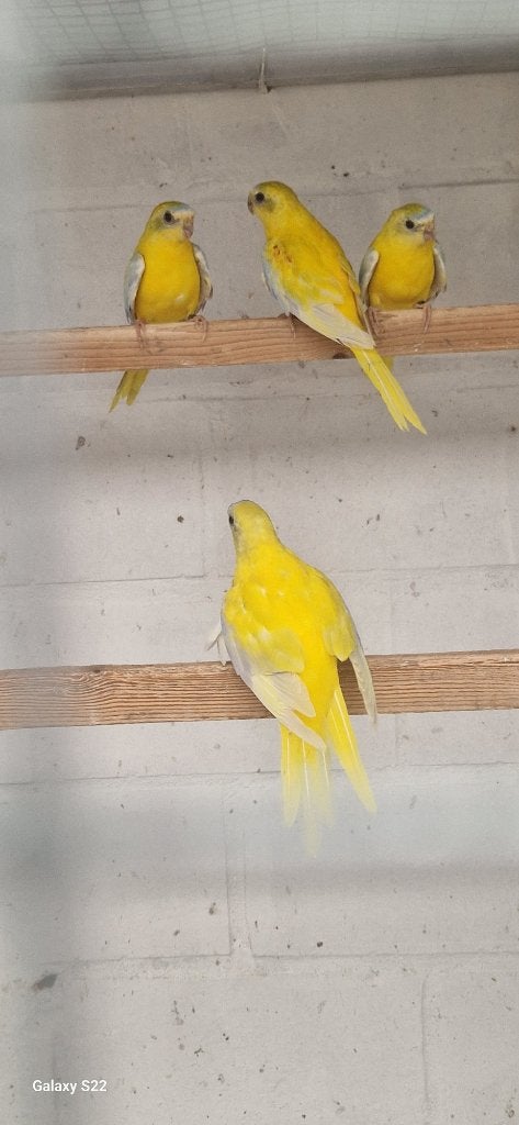 goudgele en opaline cinnamon turquoisine 2026, Dieren en Toebehoren, Meerdere dieren, Parkiet, Geringd