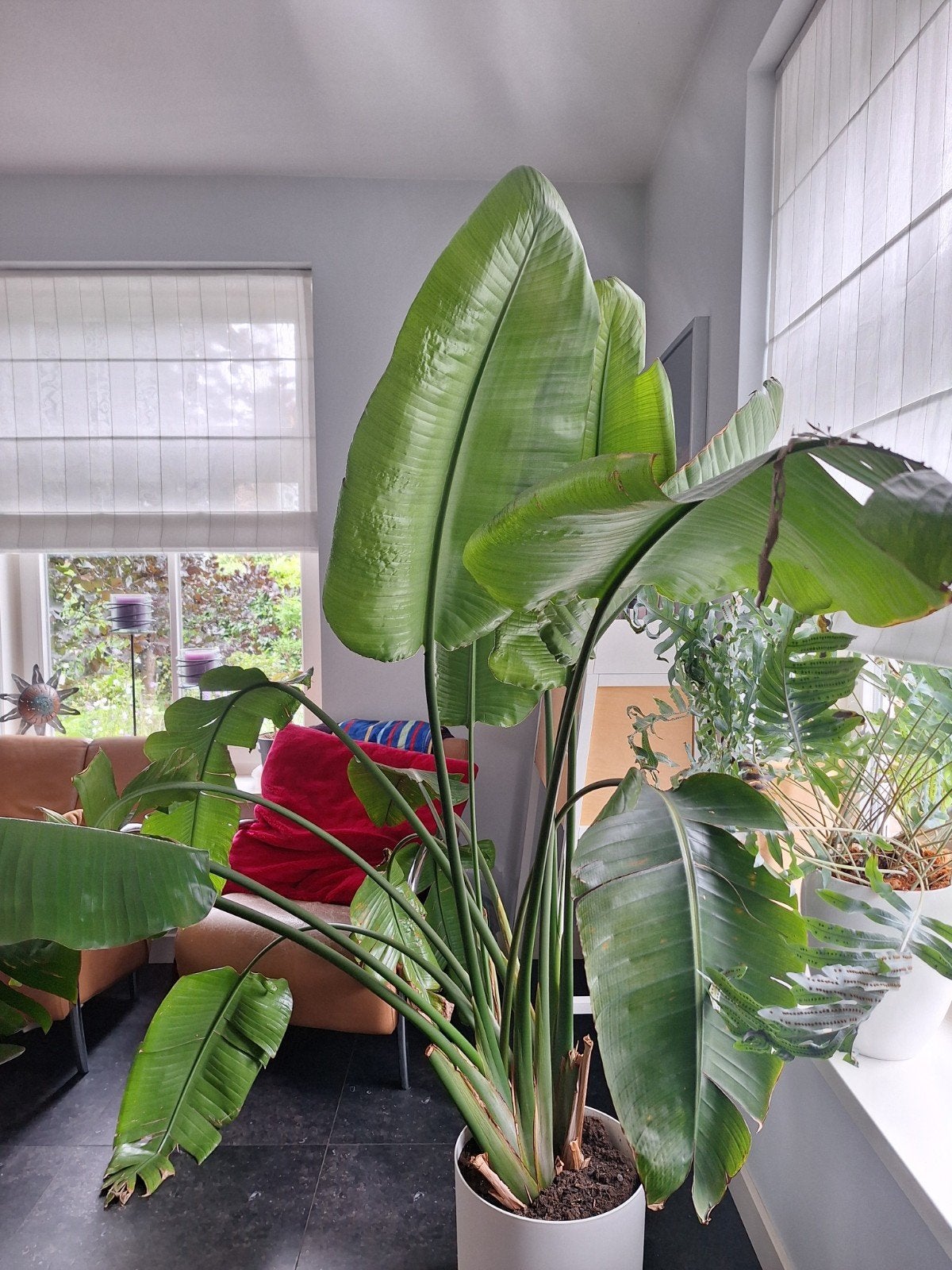 Grote Strelitzia Nicolai - Paradijsvogelplant (ca. 2x2x2m), Ophalen, 200 cm of meer, Overige soorten, In pot