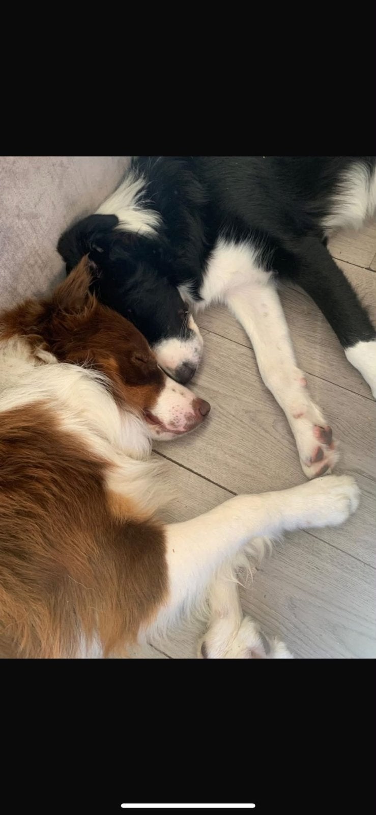 2 prachtige lieve mooie bordercollies, Dieren en Toebehoren, Honden | Herdershonden en Veedrijvers, Collie, Parvo, Meerdere, Meerdere dieren