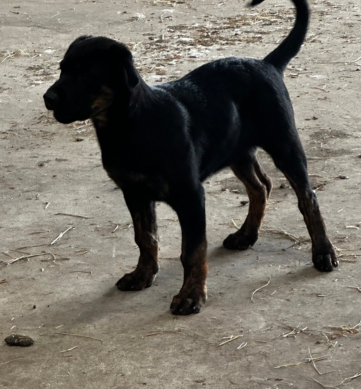 Rottweiler x Hollandse herder, Dieren en Toebehoren, Overige rassen, 8 tot 15 weken, Teef, Eén hond