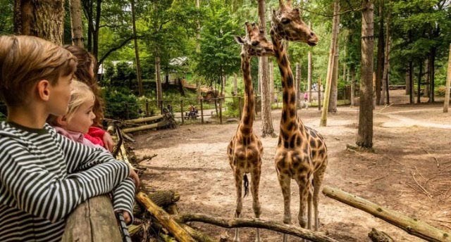4 Entree kaartjes  voor safaripark  de Beekse Bergen, Drie personen of meer, Ticket of Toegangskaart