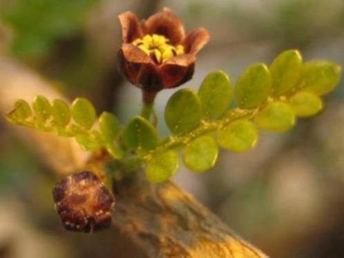 Caudex Operculicarya Decaryi uit Zuid Madagaskar. Potmaat25 , Overige soorten, Ophalen of Verzenden, In pot, Minder dan 100 cm