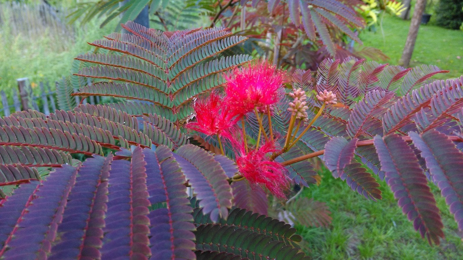 Albizia Evi's Pride / hoogstam / slaapboom / nieuw !!!!, Tuin en Terras, Planten | Bomen, Zomer, 400 cm of meer, Ophalen, Volle zon
