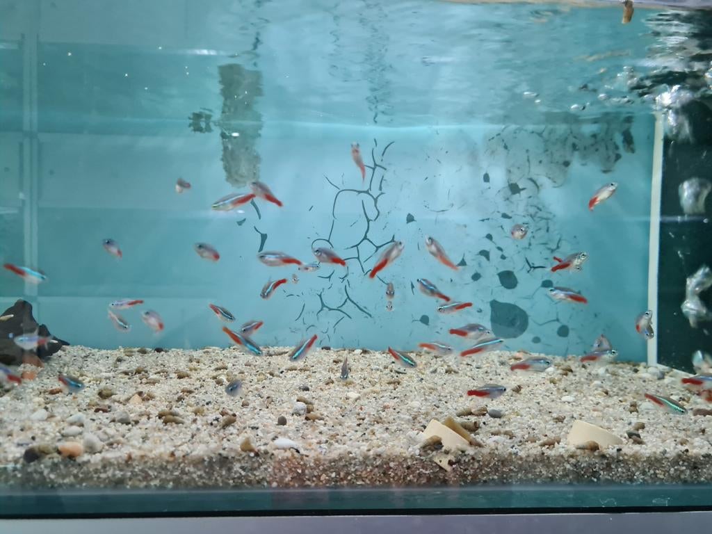 Neon Tetra, Paracheirodon Innesi, Neontetra, Dieren en Toebehoren, Vis, Zoetwatervis