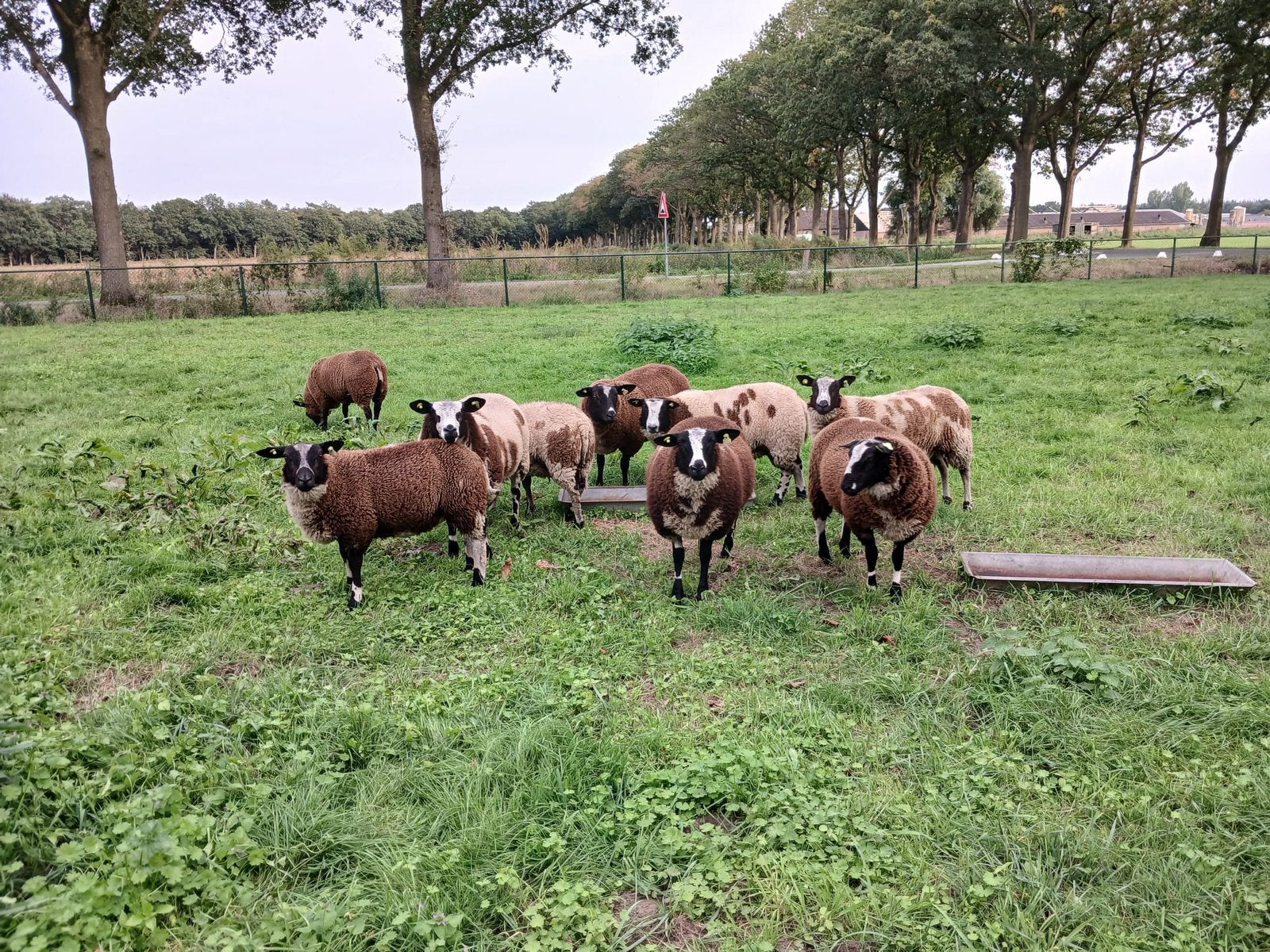 Bonte ooien, Vrouwelijk, Schaap, 0 tot 2 jaar