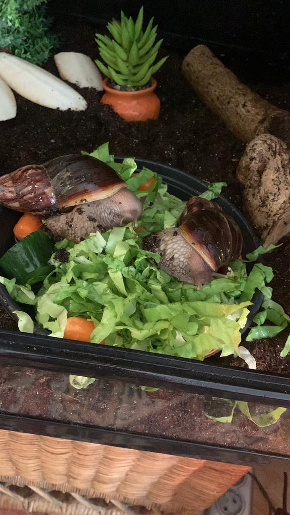 Afrikaanse reuzen slakken, Ophalen, Zo goed als nieuw, Tak, Plant, Rots of Steen