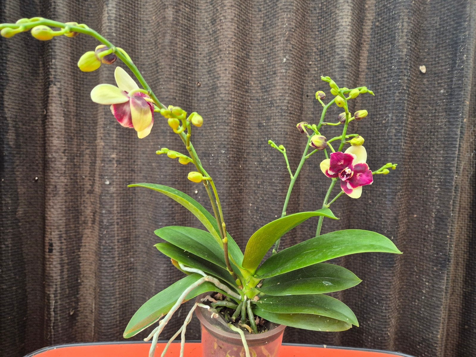 Orchidee Phalaenopsis Yellow Spotted p12 (2), Ophalen of Verzenden, Halfschaduw, Minder dan 100 cm